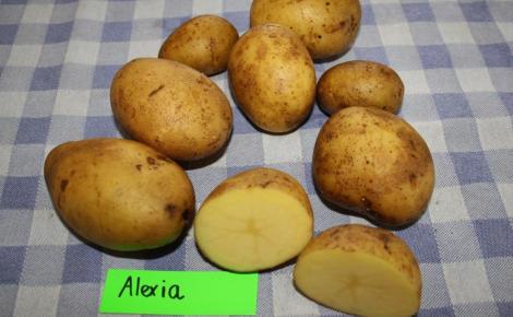 Lensink Aardappelen Aalten | Alexia